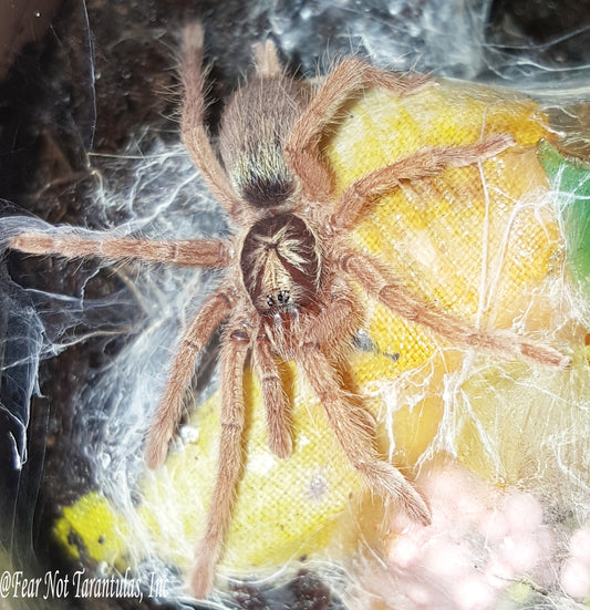 Neoholothele incei - Gold Form (Trinidad Olive) about 1" *FREE for orders $125 (after discounts and does not include shipping) One freebie per shipment.