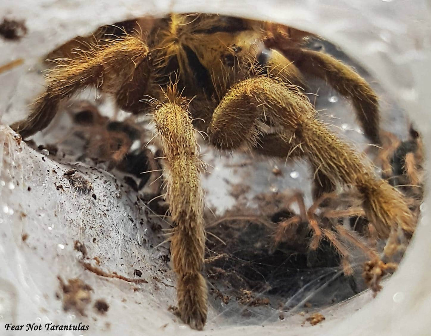 Neoholothele incei - Gold Form (Trinidad Olive) about 3/4" - 1"