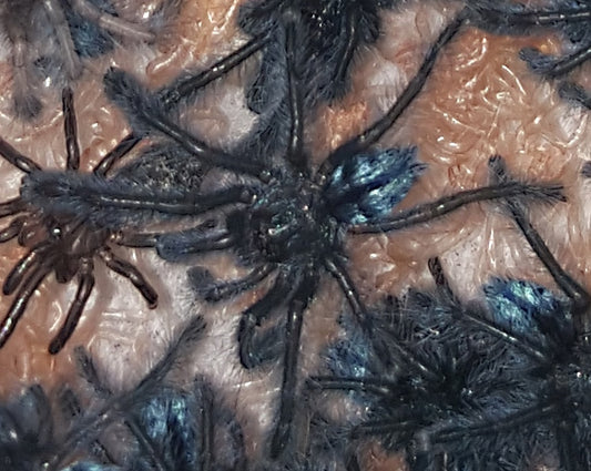 Caribena laeta (Puerto Rican Pink Toe Tarantula) about 1/2" - 3/4"