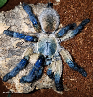 Monocentropus balfouri (Socotra Island Blue Baboon Tarantula) about  3/4"