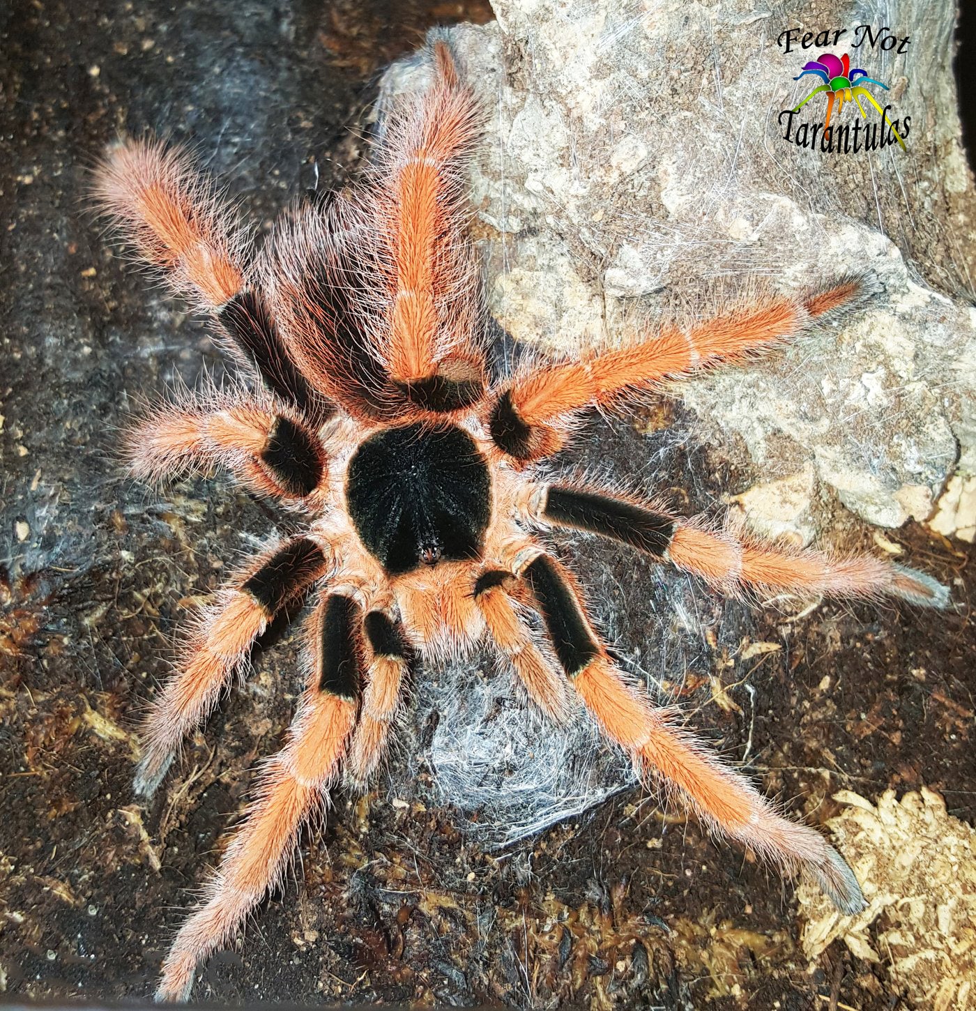 Megaphobema robustum (Colombian Giant Redleg Tarantula) Female Juvenile 2 1/2"
