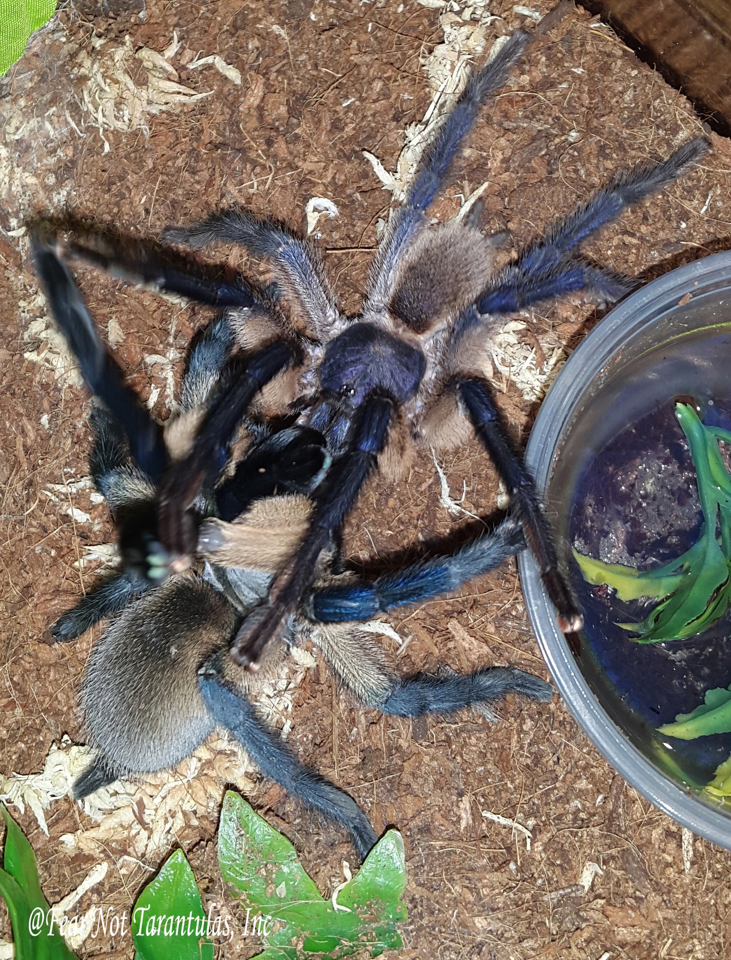 Monocentropus balfouri (Socotra Island Blue Baboon) 1" - 1 3/4" *** IN STORE ONLY DUE TO PREMOLT AS OF 8/18 ***