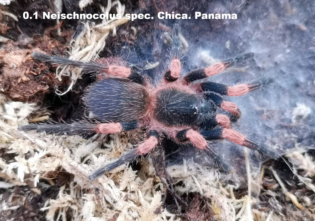 Neischnocolus panamanus (Panama Dwarf) about 1/8"