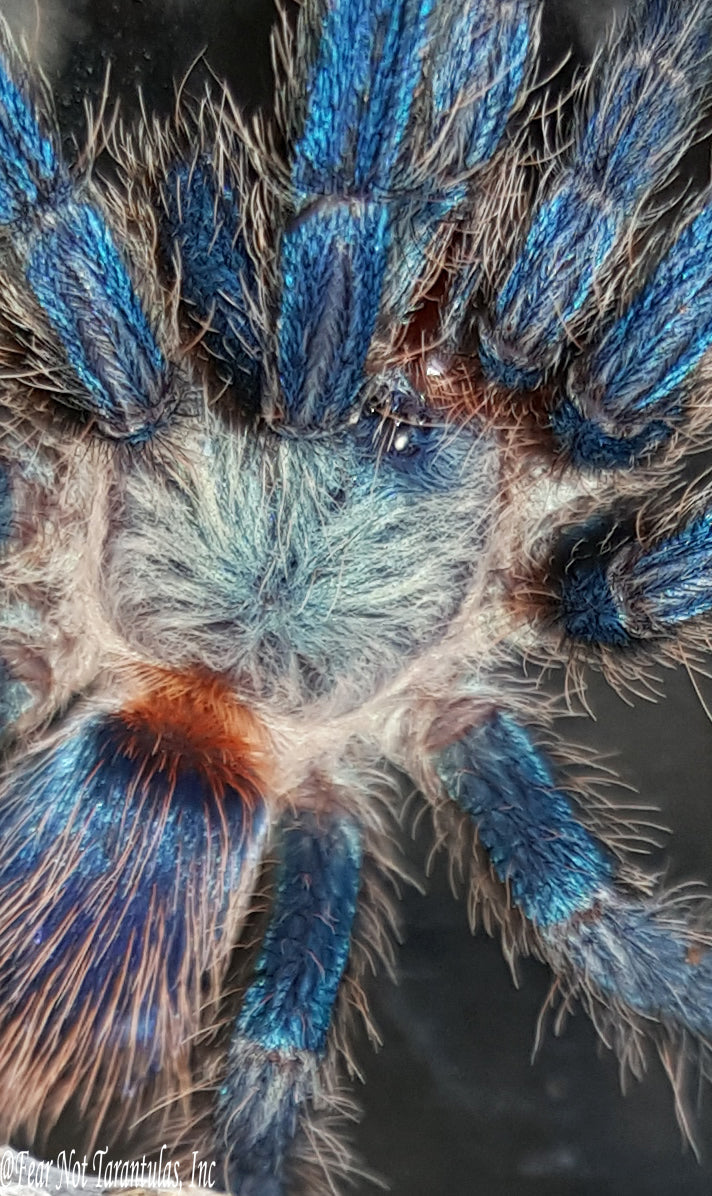 Dolichothele diamantinensis (Brazilian Blue Dwarf Beauty Tarantula) nearly 1/2" FREE for orders $700 and over. (after discounts and does not include shipping) One freebie per shipment.