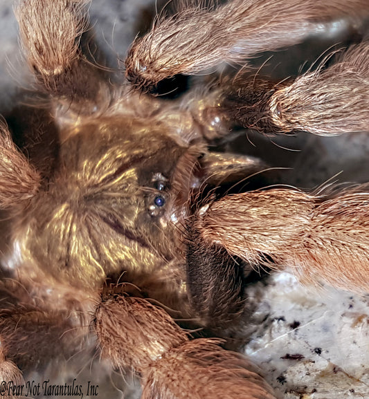 Psalmopoeus pulcher (Panama Blonde Tarantula) about 1"-1 1/4"