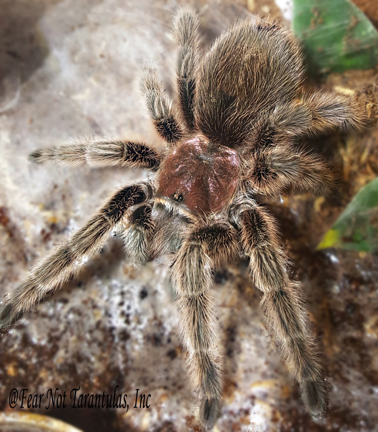Grammostola rosea (was porteri) (Chilean Rosehair Tarantula) This is not the red color form about 3/4" ***IN-STORE ONLY AS OF 9/29 DUE TO PREMOLT***