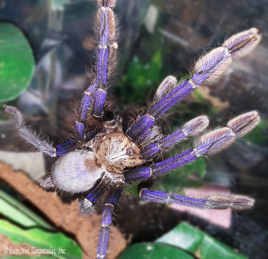 Omothymus violaceopes (Singapore Blue Tarantula) about 1"