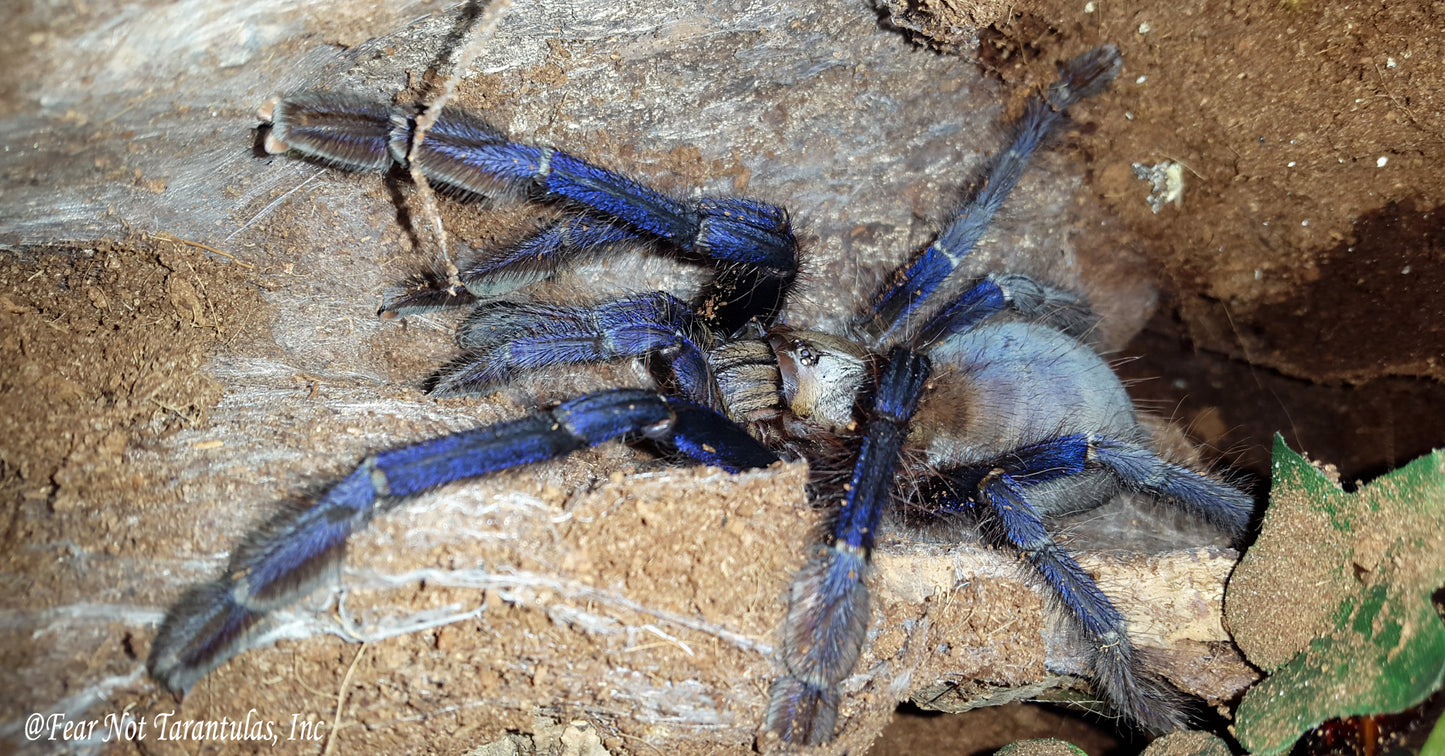Omothymus violaceopes (Singapore Blue Tarantula) about 1 1/4" - 1 3/4"
