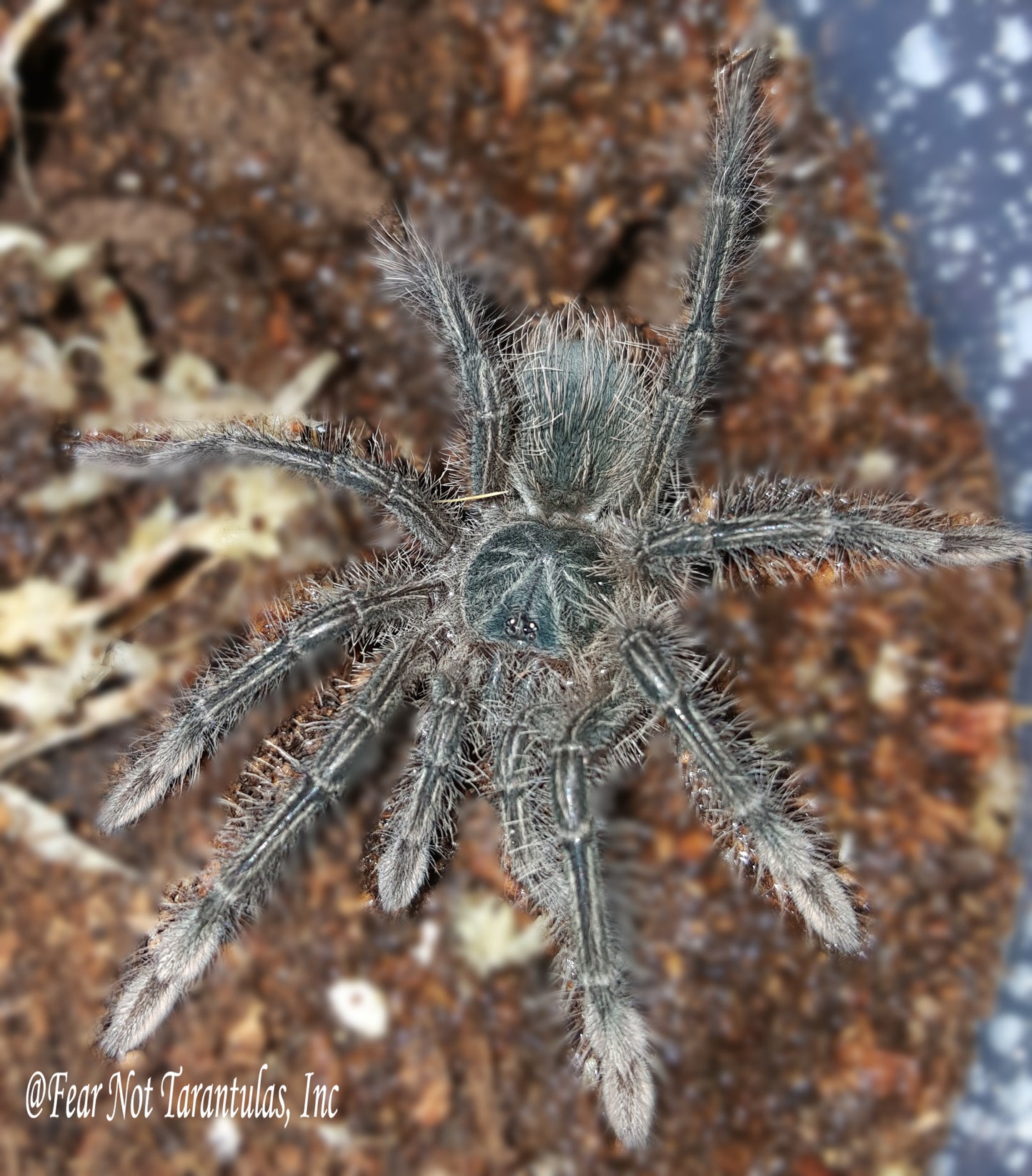 Theraphosa stirmi (Burgundy Goliath Birdeater Tarantula) 2" - 2 1/4"