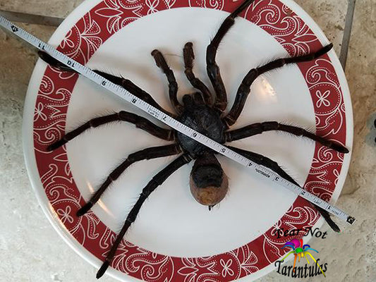 Theraphosa stirmi (Burgundy Goliath Birdeater Tarantula) about 1 1/2" 2" Olympic Heavyweight Champion!