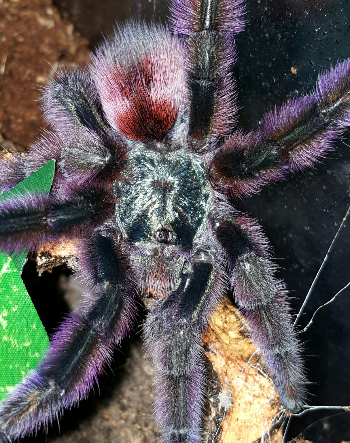 Caribena versicolor (Antilles Pinktoe Tarantula) about 3/4" FREE for orders $250 and over! (after discounts and does not include shipping) One freebie per shipment.