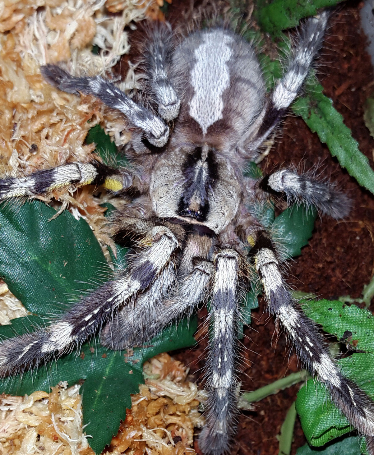 Poecilotheria vittata (Ghost Ornamental Tarantula) about 1"- 1 1/2" Virginia SALES ONLY