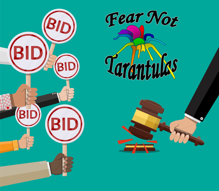 📢📢 AUCTIONS!