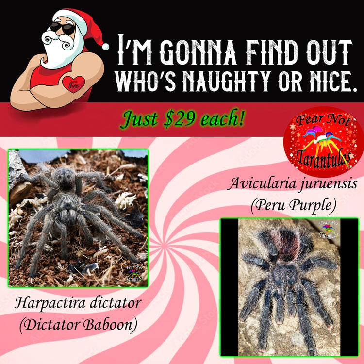 Naughty or Nice Christmas Sale