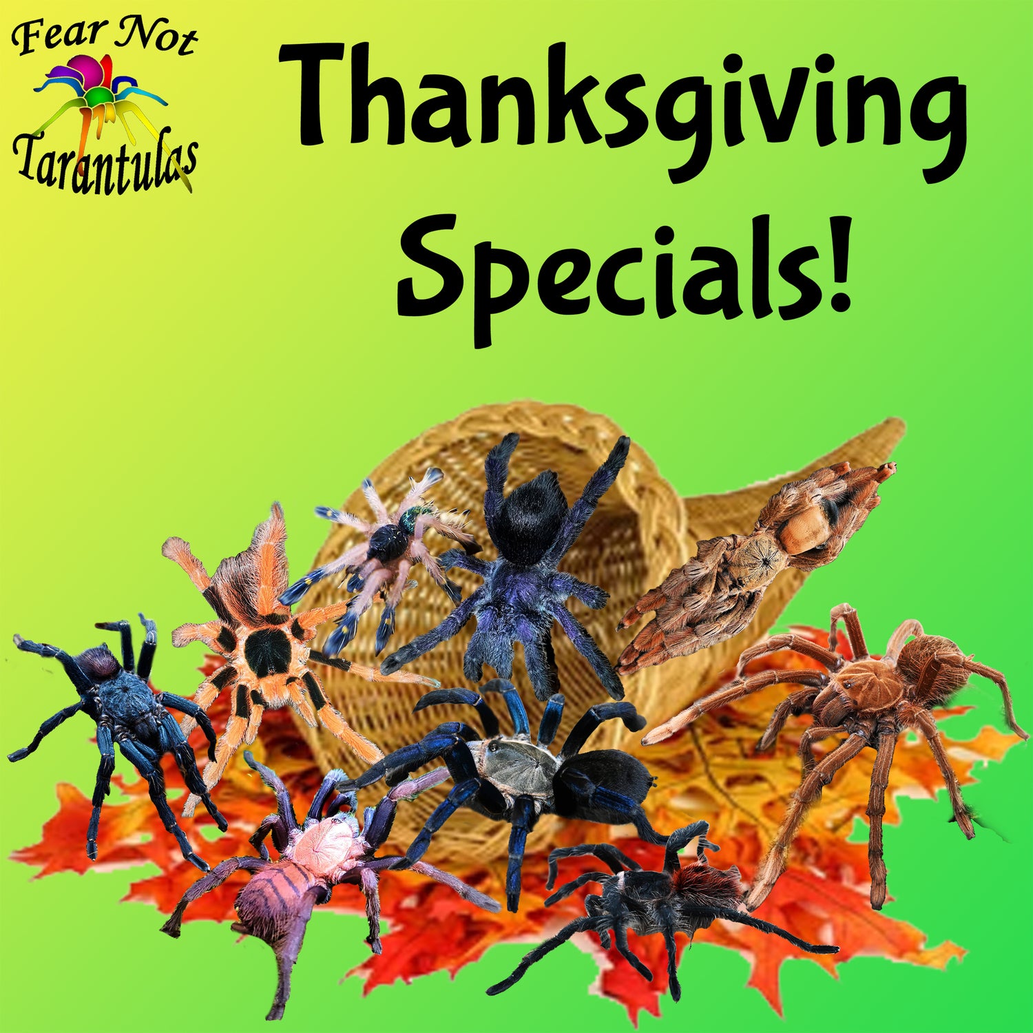 Thanksgiving Specials!