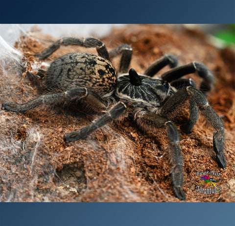 Where should I buy my tarantula supplies from? Enclosures, hides,  substrate, etc. I'm having a hard time finding them locally. : r/tarantulas