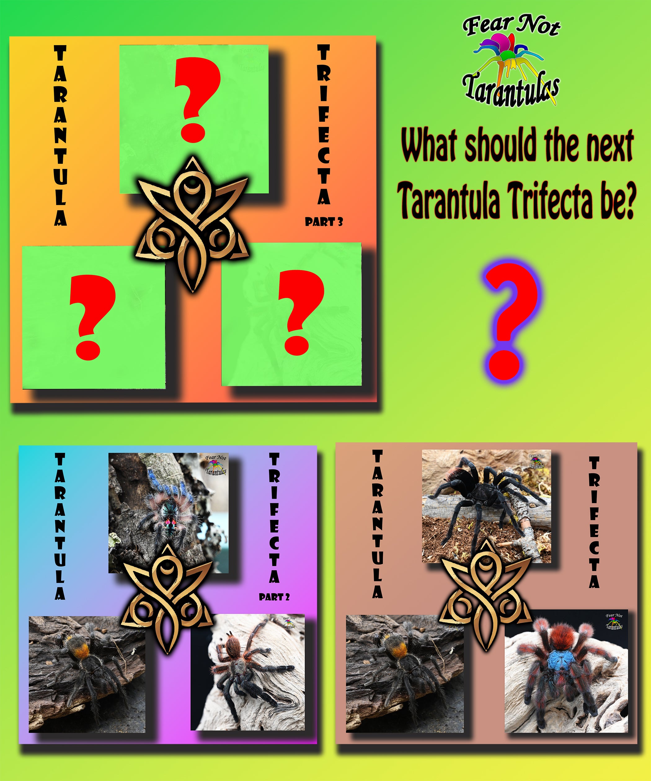 Tarantula Collection Tarantula Trifecta Collection – Fear Not Tarantulas, Inc.
