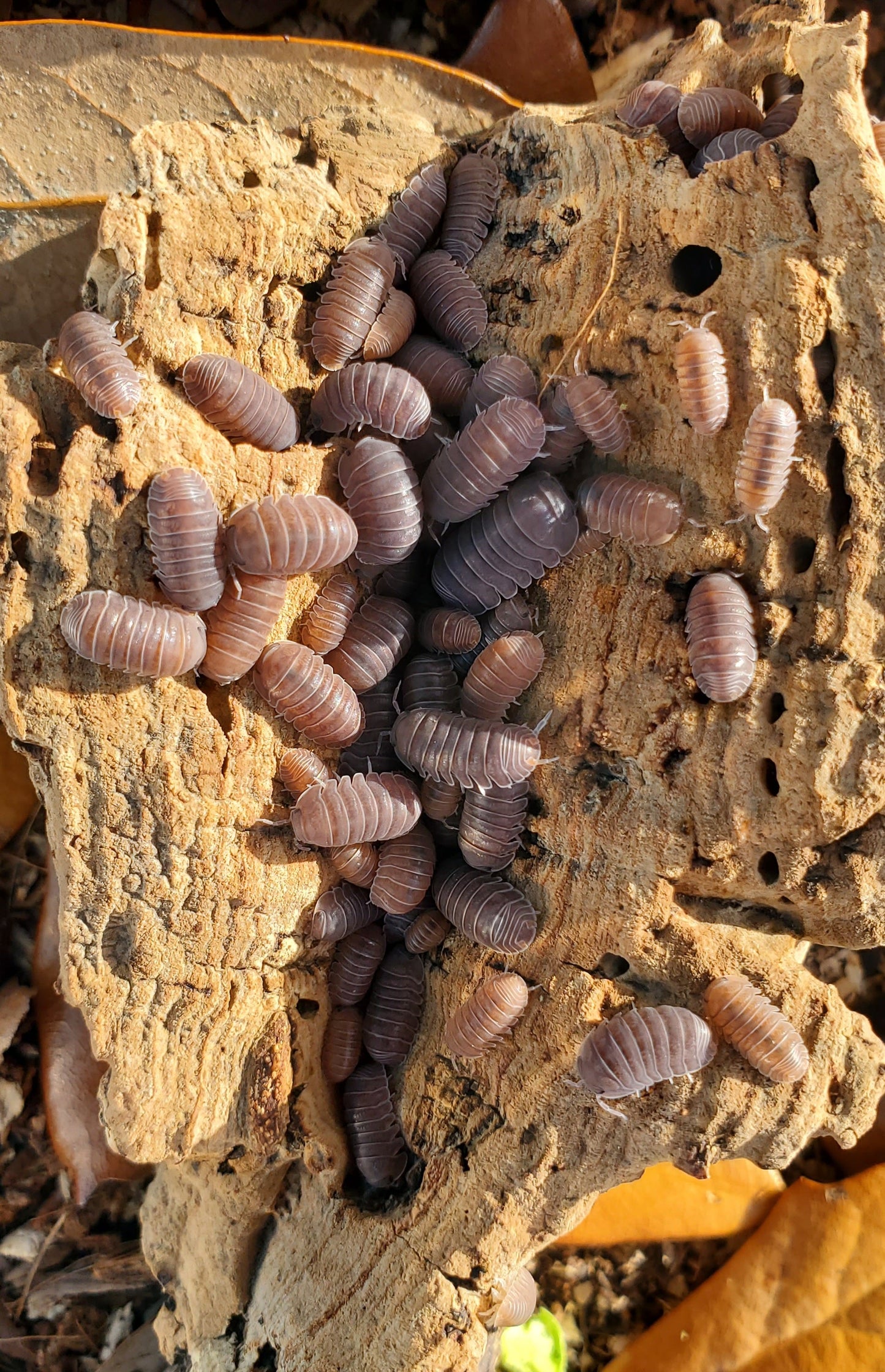 Cubaris sp. "Borneo" Isopods Count Of 10, Young mixed sizes  FREE for orders $50 and over. (after discounts and does not include shipping) One freebie per shipment.