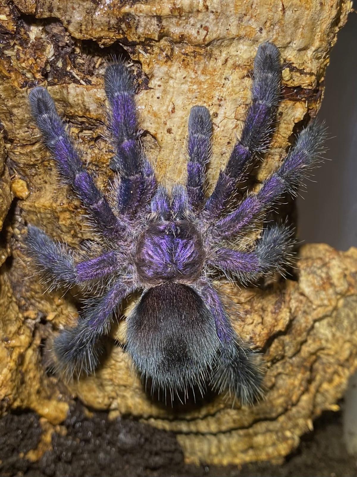 Avicularia sp Colombia  Tarantula (much like purpurea) about 1/2" - 3/4"