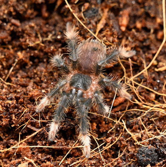 Abdomegaphobema peterklaasi (Costa Rican Ember Tarantula) about 1 1/4" - 1 1/2" *RARE