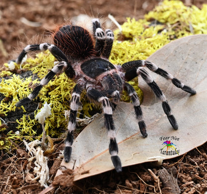 Acanthoscurria geniculata (Giant White Knee Tarantula) ABOUT 2" POSSIBLE FEMALE. NOT guaranteed female.