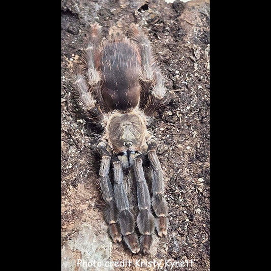 Amazonius sp 'Ecuador' (Napo Bronze Tree Spider)  very nearly  1/2"