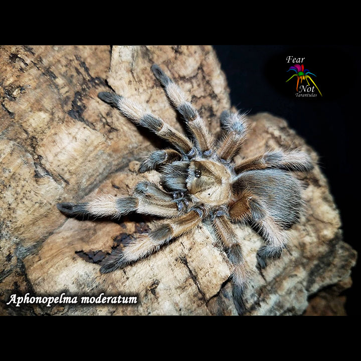 Aphonopelma moderatum (Rio Grande Gold Tarantula) about 2" POSSIBLE MALE. Not guaranteed as male. See description. *IN STORE ONLY DUE TO PREMOLT 3/15*