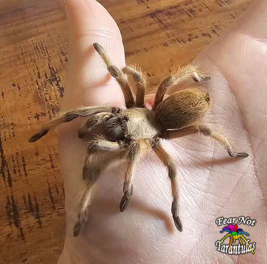 📢📢 AUCTION! Aphonopelma moderatum (Rio Grande Gold Tarantula) about 2" juvenile