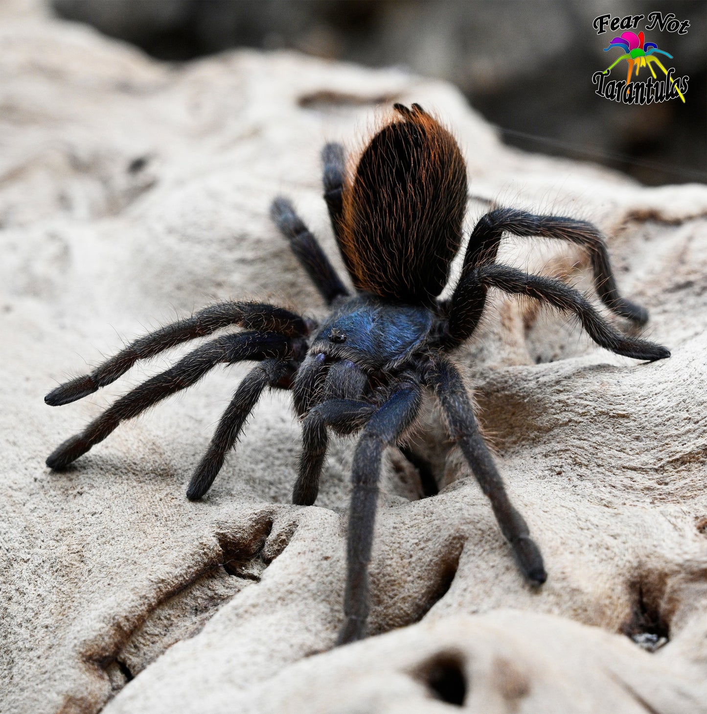 Aphonopelma mooreae (Mexican Jade Fuego Tarantula) about 1/2"  *VERY RARE!