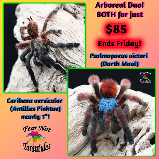 Arboreal Duo! Psalmopoeus victori (Darth Maul) about  3/4" - 1" AND Caribena versicolor (Antilles Pinktoe) about 3/4"-1" ONE SET PER ORDER!