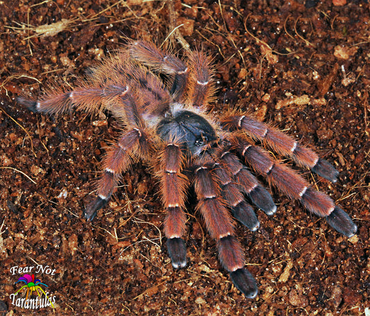 Aspinochilus rufus (Peach Earth Tiger Tarantula) ex Phormingochilus  about 1 1/2" - 2" 💜FEMALE💜