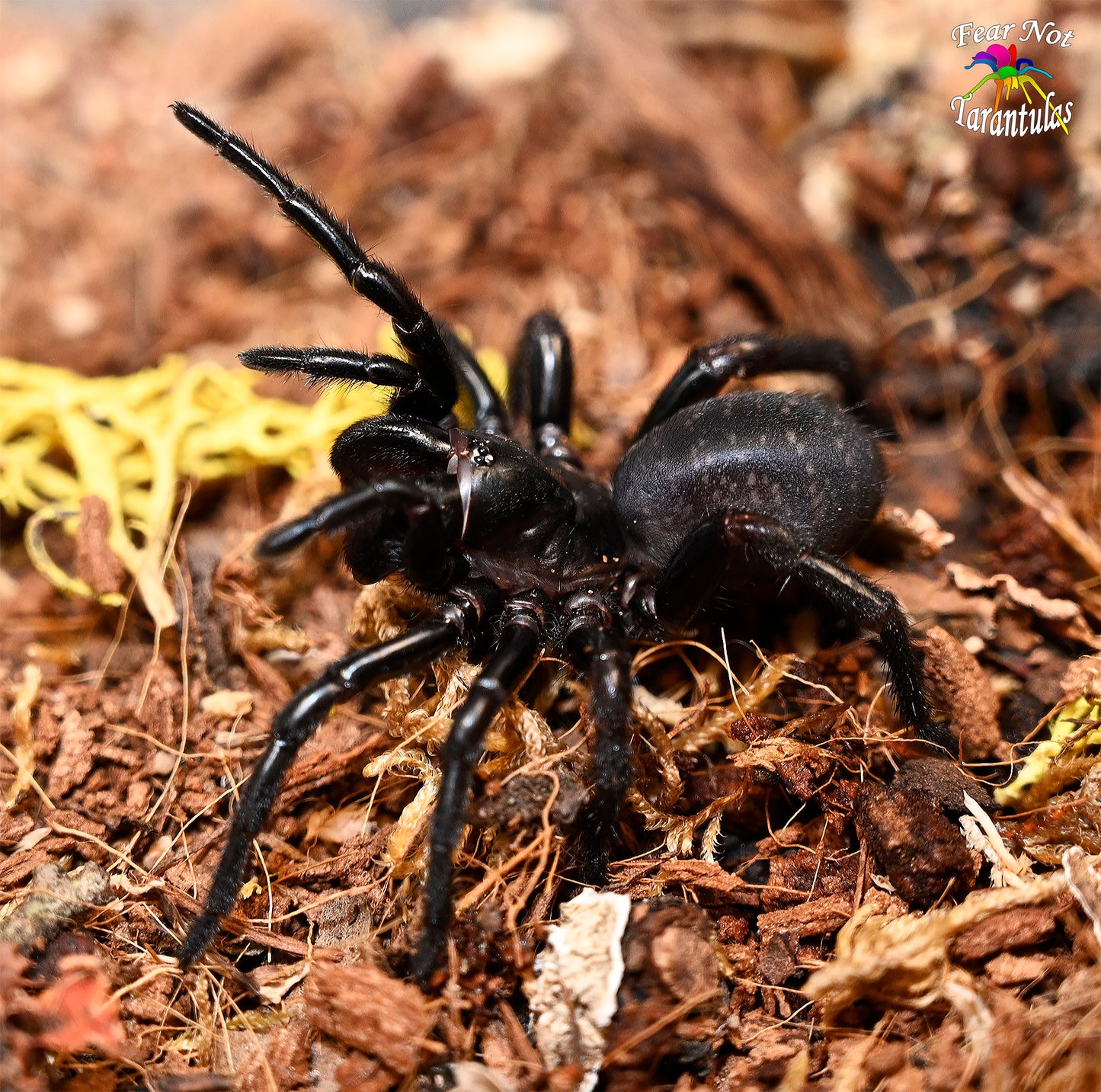 Atmetochilus songsangchotei (Thai Funnel Web  Spider) about 1" - 1 1/2"