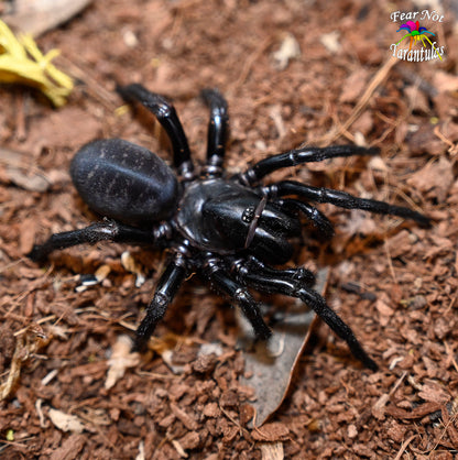 Atmetochilus songsangchotei (Thai Funnel Web  Spider) about 1" - 1 1/2"