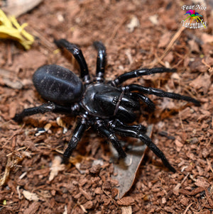 Atmetochilus songsangchotei (Thai Funnel Web  Spider) about 1" - 1 1/2"