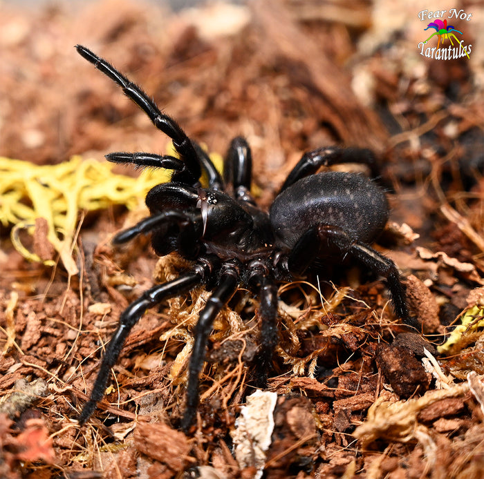 Atmetochilus songsangchotei (Thai Funnel Web Trapdoor Spider) about 1" - 1 1/2"