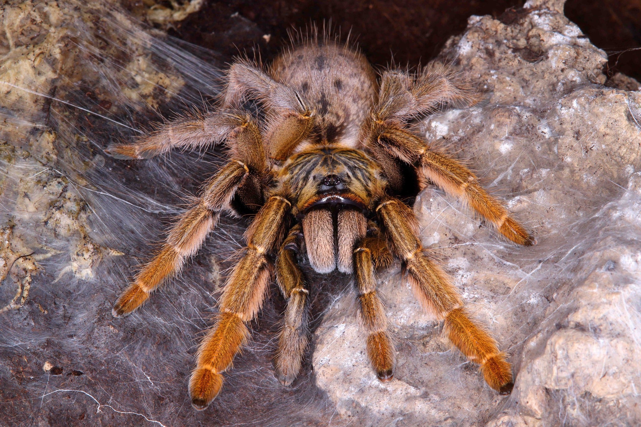 Augacephalus breyeri tarantula VERY RARE! about 3/4