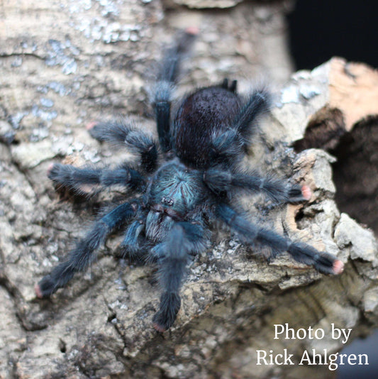 Avicularia geroldi (Blue Green Pinktoe Tarantula) about 3/4" - 1" IN STORE ONLY DUE TO BEING TOO NEAR MOLTING TO SHIP.