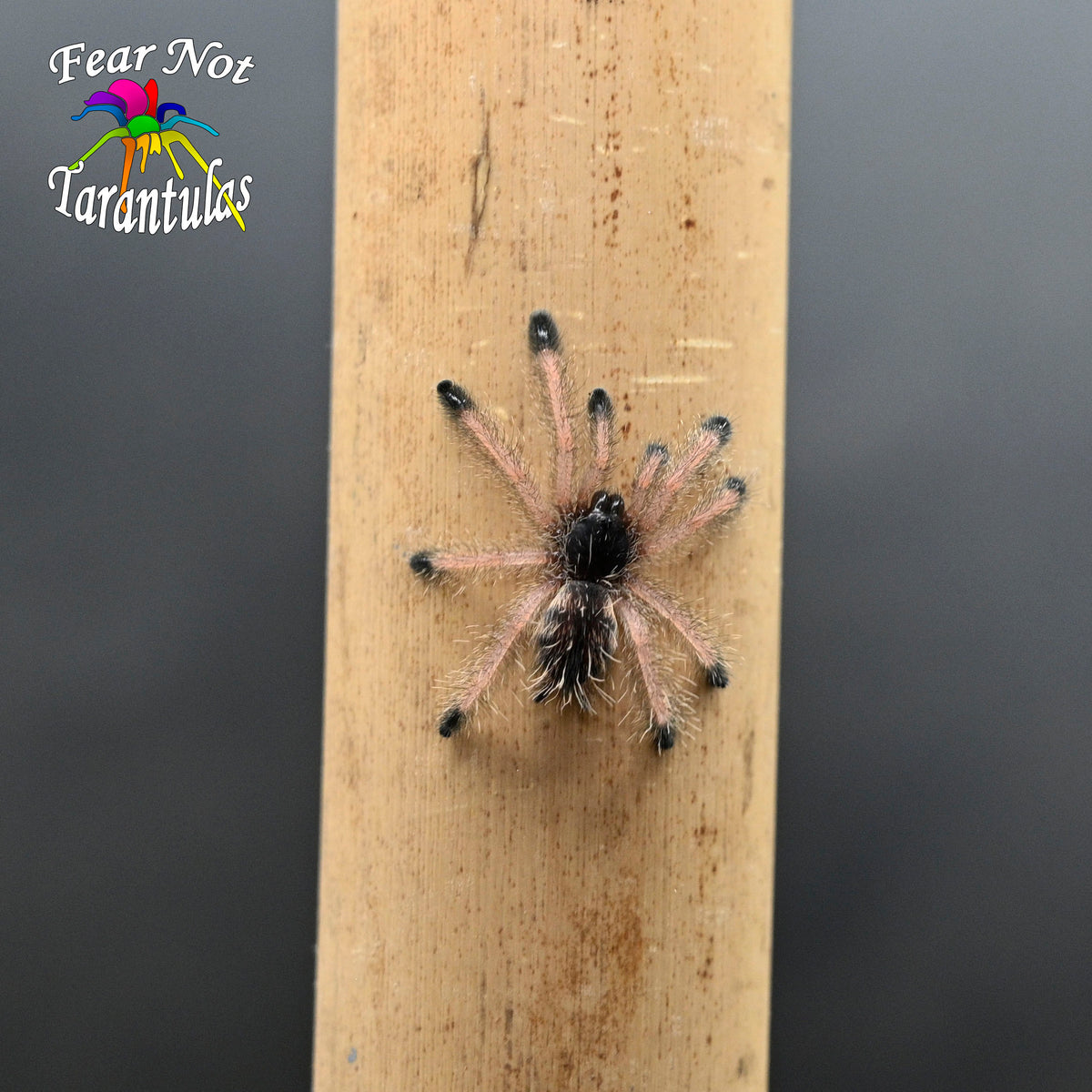 Avicularia huriana (Ecuadorian Wooly Pinktoe) 1" +