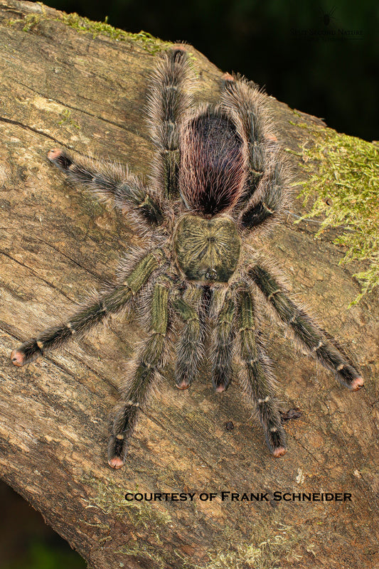 Avicularia juruensis M1 (Urticans Green) about 1/2" - 3/4" *NEW