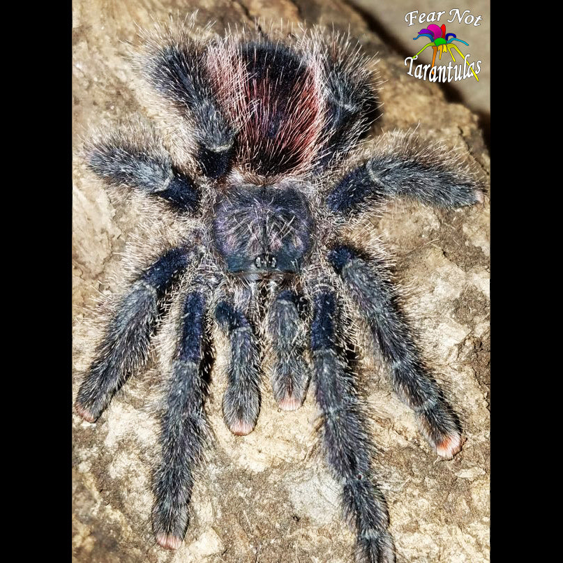 Naughty or Nice Christmas Special!  Avicularia juruensis (Purple Peru) about 3/4" - 1"