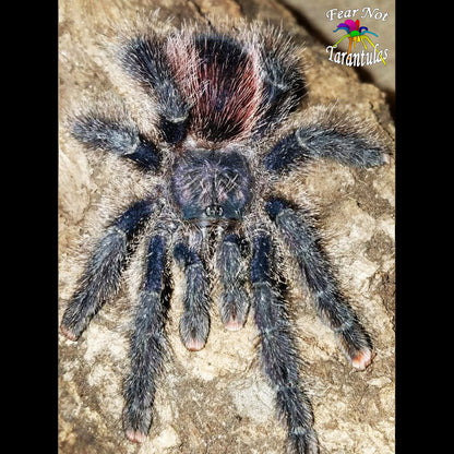 Naughty or Nice Christmas Special!  Avicularia juruensis (Purple Peru) about 3/4" - 1"