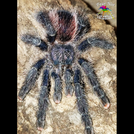 Naughty or Nice Christmas Special!  Avicularia juruensis (Purple Peru) about 3/4" - 1"