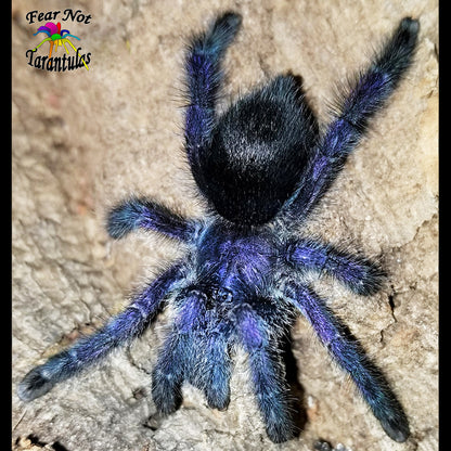 🌷Mom's Day Duo! Avicularia purpurea (Purple Pinktoe) about 1/2" - 3/4" AND Cyriocosmus elegans (Trinidad Dwarf Tiger) about 1/8" - 1/4"