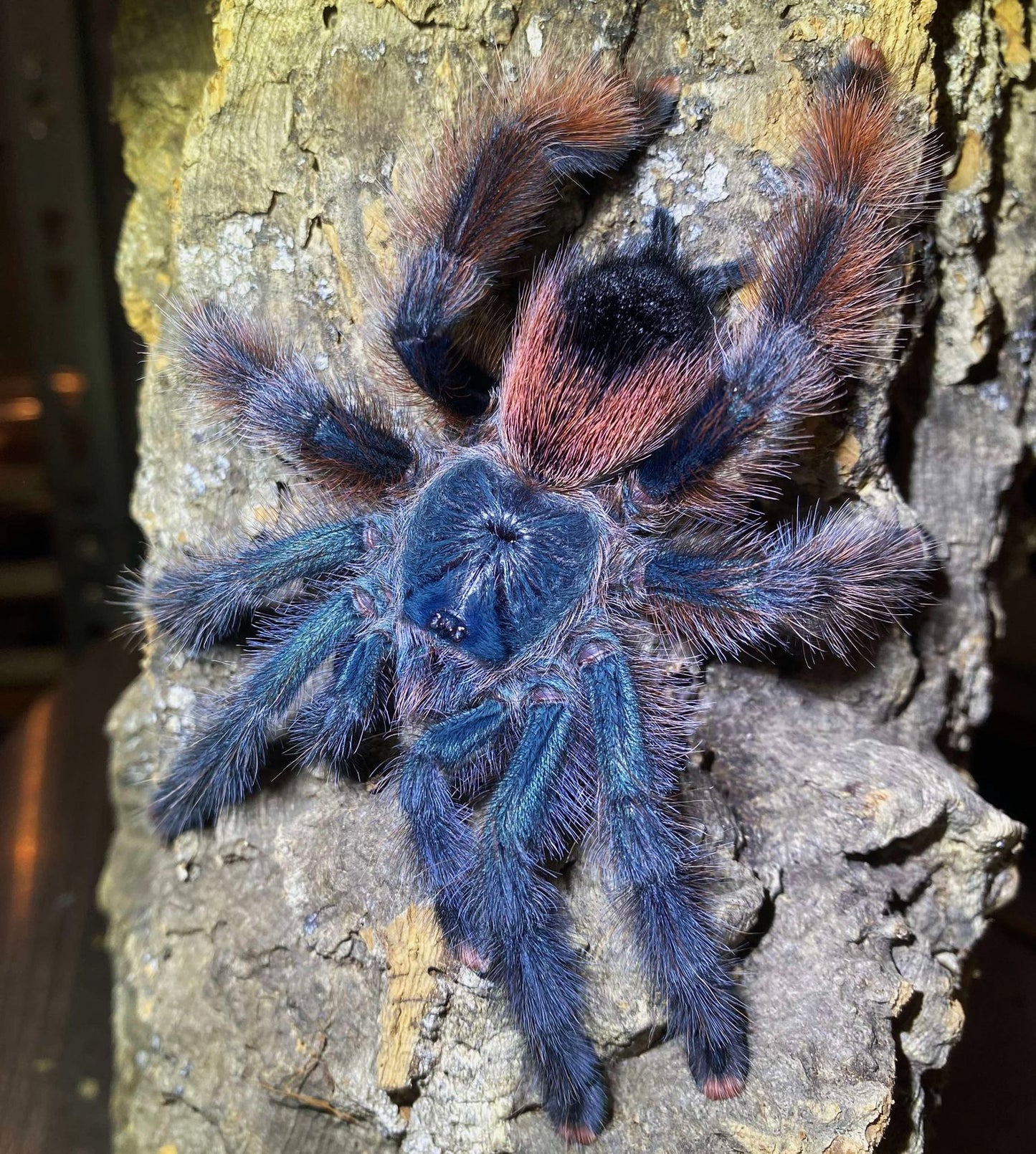 Avicularia avicularia M2 (Tucurui Pink-Toe) about 1" - 1 1/4" Very well started! IN STORE ONLY DUE TO BEING TOO NEAR MOLTING TO SHIP.