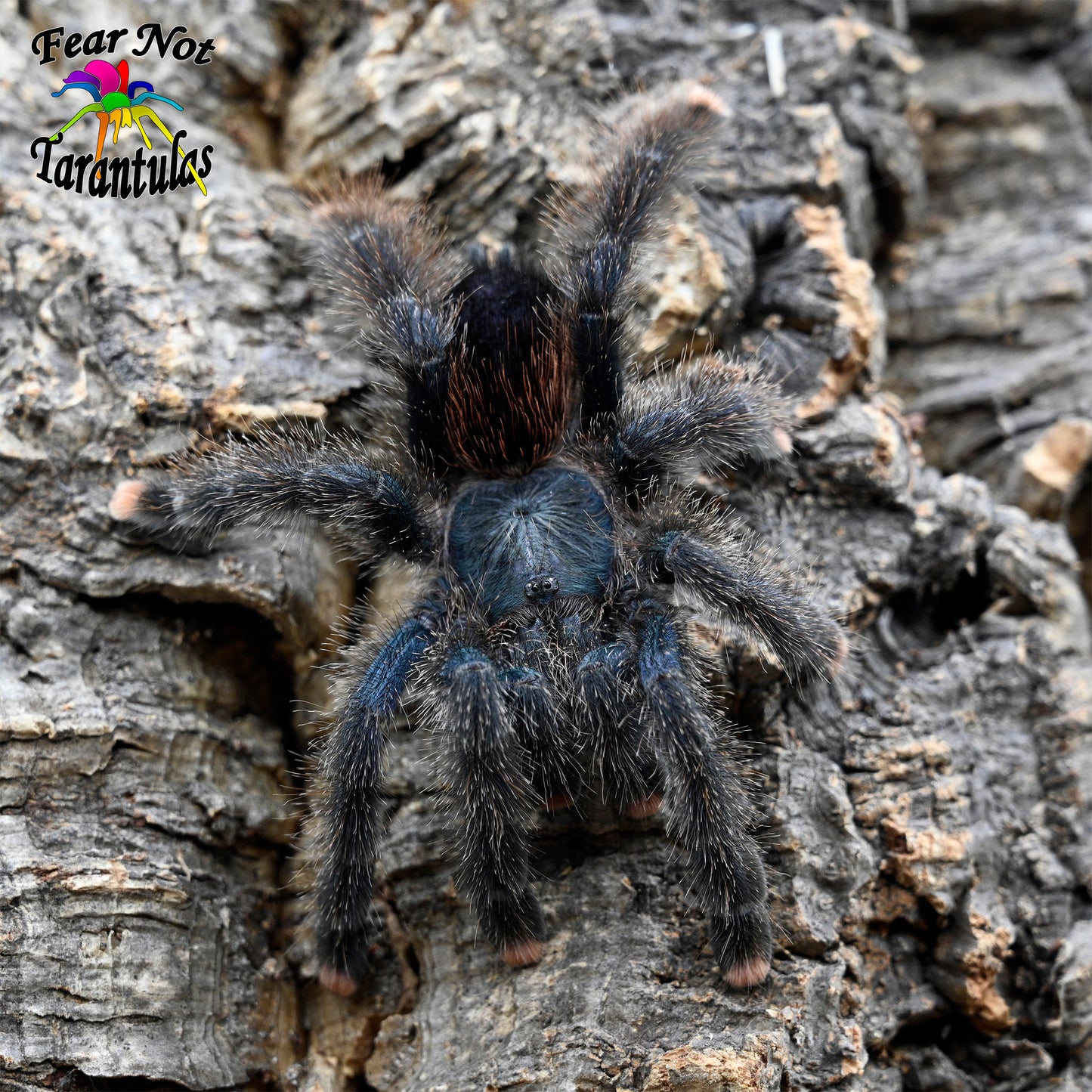 Avicularia avicularia (Guyan Pinktoe Tarantula) 2"+ Juvenile