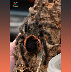 Avicularia juruensis (Purple Peru Tarantula) about  3/4" - 1"