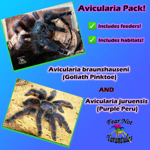 Avicularia Pack!  Avicularia juruensis (Purple Peru) AND Avicularia  braunshauseni (Goliath Pinktoe)