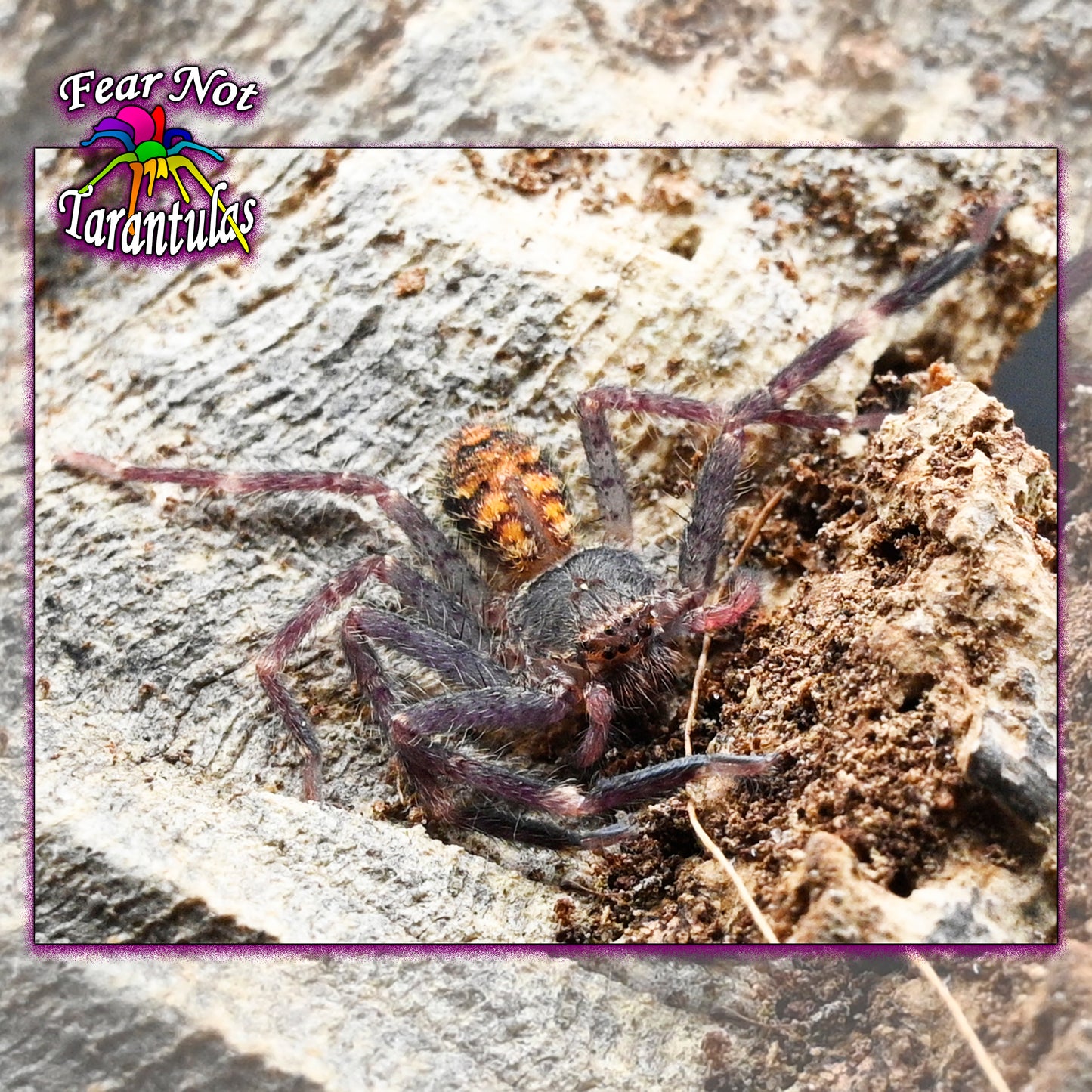 Barylestis occidentalis (Camaroon Crab Spider) about 1" unsexed Bred and raised by Dr. Linda Rayor!