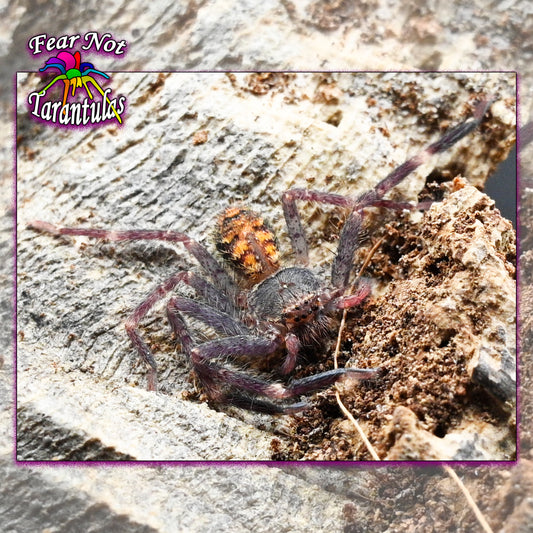 Barylestis occidentalis (Camaroon Crab Spider) about 1" unsexed Bred and raised by Dr. Linda Rayor!