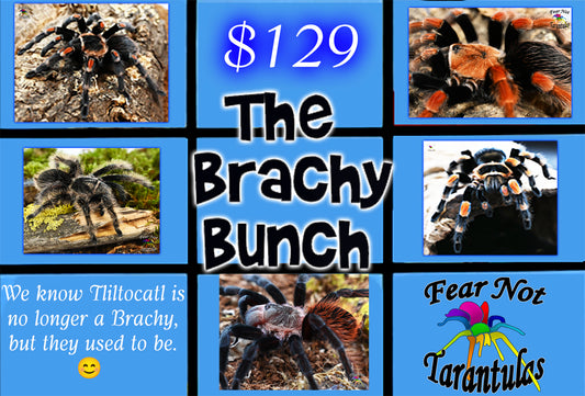 The Brachy Bunch!  View to see the full description with sizes ⚠️ONE PER SHIPMENT!